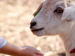 Mini farm Campsite La Hallerais Taden Homair