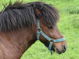 Giro col pony Campeggio L'Oceano d'Or Jard-sur-Mer Homair