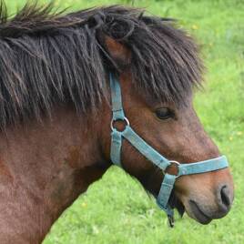 Ponyrijden dicht bij de Camping Col d'Ibardin tot Urrugne Homair