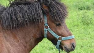 Ponyrijden Camping Château de Galaure Châteauneuf-de-Galaure Homair
