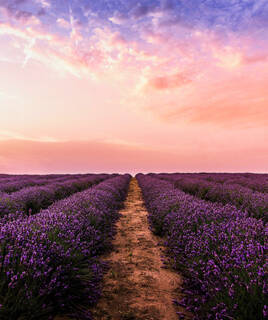 Campi di lavanda Homair