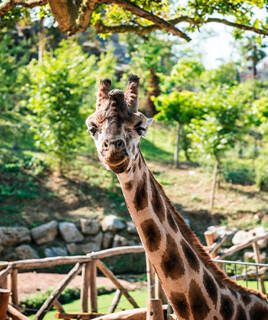 camping-belgique-inspi-parc-animalier-hv