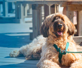 Camping met hond