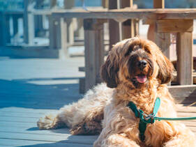 Holidays with your dog Campsite Homair