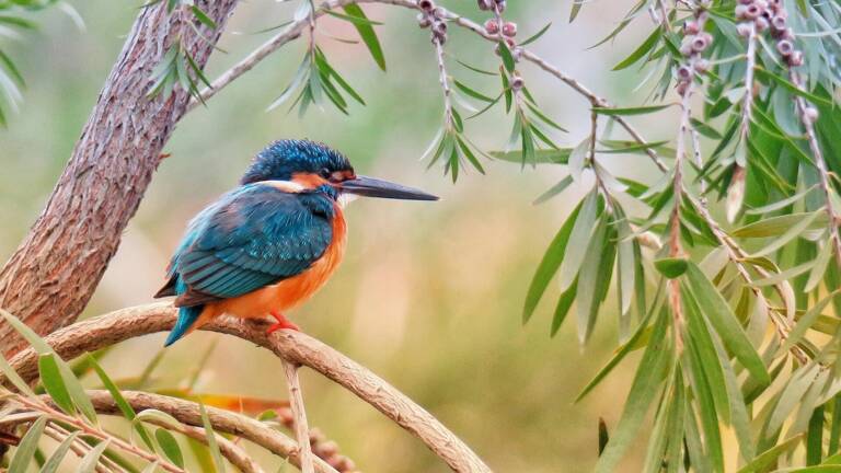 Camping La réserve naturelle du Mas Larrieu