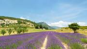 Camping Les champs de lavande de la Drôme Provençale