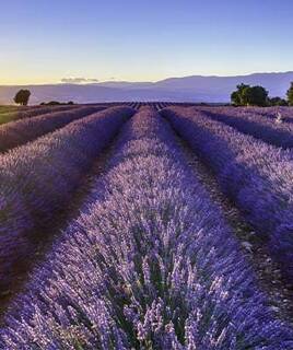 Champ de lavande au plateau de Valensole en Provence