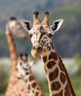 Genießen der Tier- und Freizeitparks in Bayern Homair