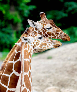 Attività per famiglie Homair