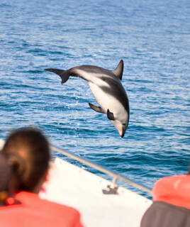 Fare un’escursione in barca per vedere i delfini Homair