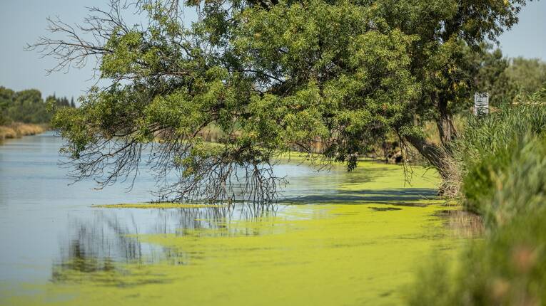 Camping Bon Port **** foto 4 Languedoc-Rosellón Homair