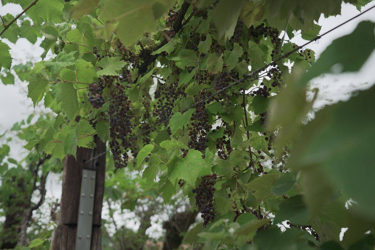 Campsite Herbolzheim, Germany