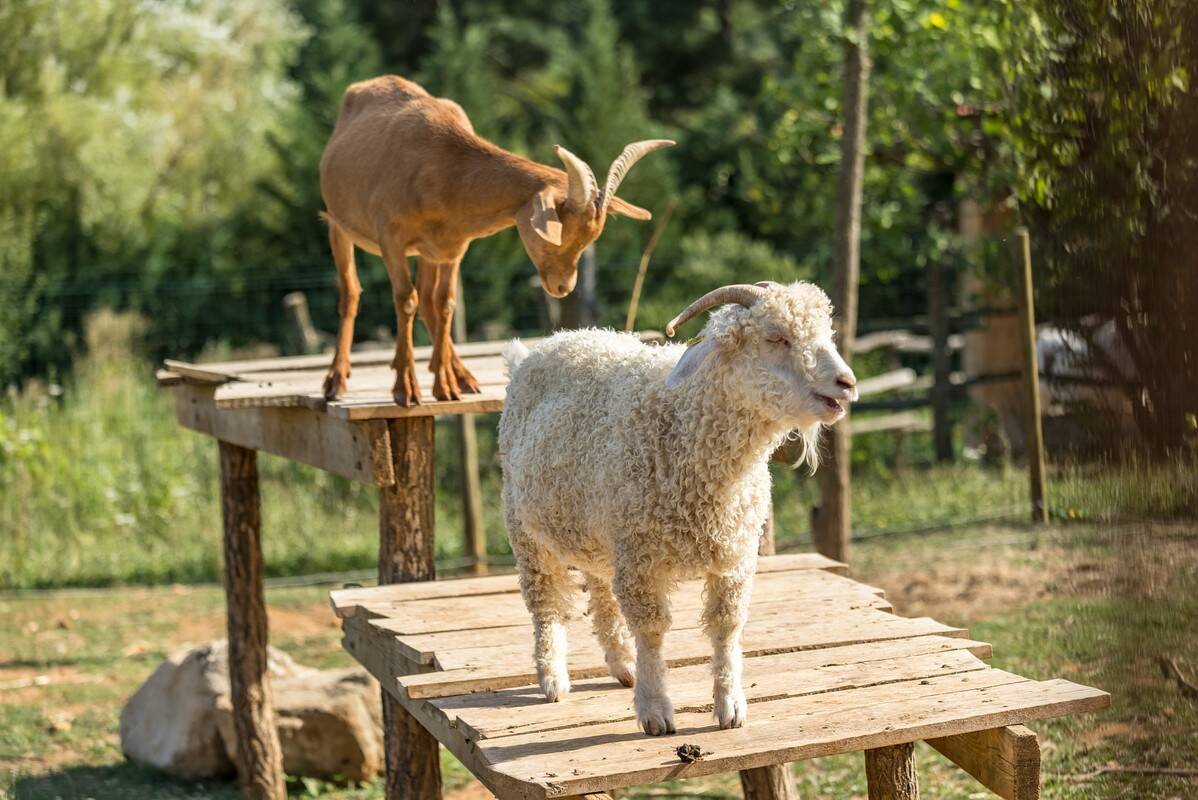 Campsite La Nouzarède, France, Ardèche, Joyeuse