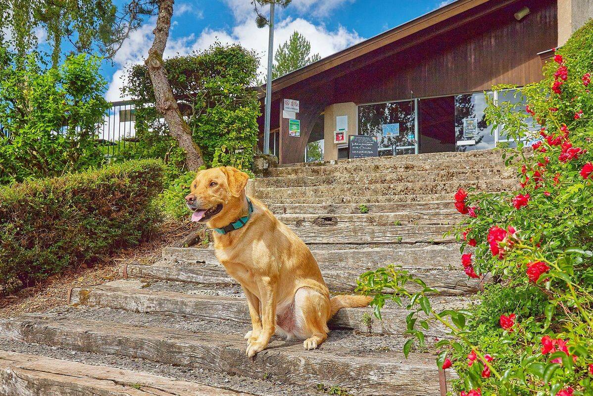 Camping Terrasses du Lac, Francia