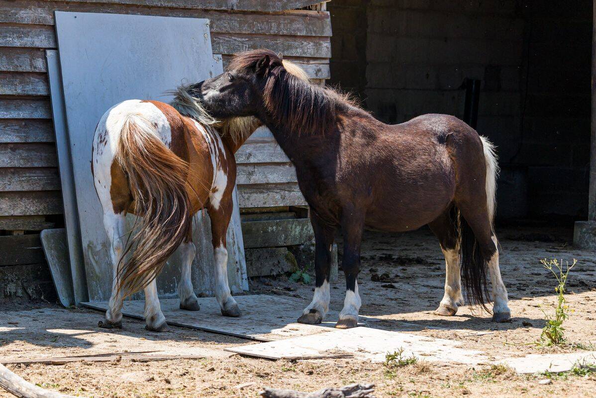 Camping Le Domaine de la Brèche, Francia
