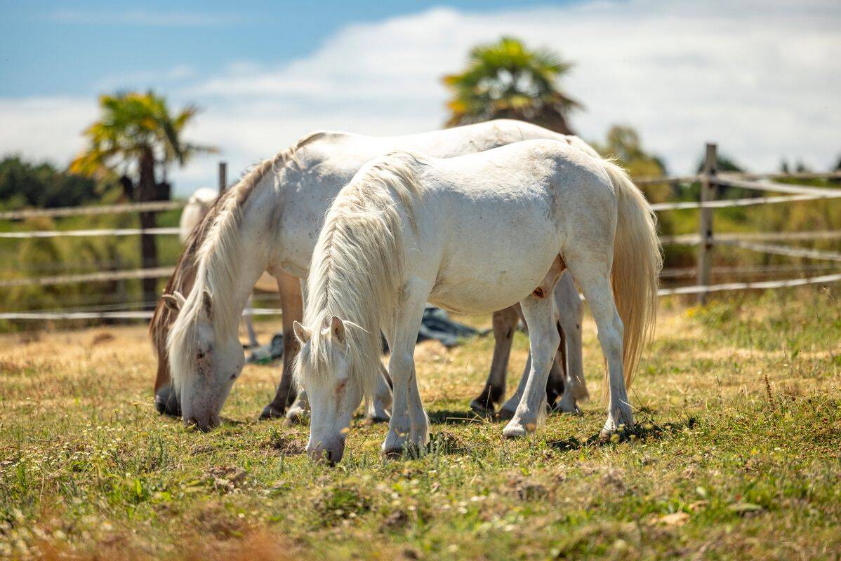 Campsite Embruns d'Oléron, France, Charente Maritime
