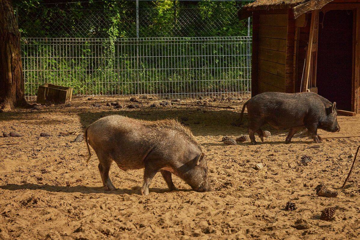 Campsite La Pinède, France, Charente Maritime