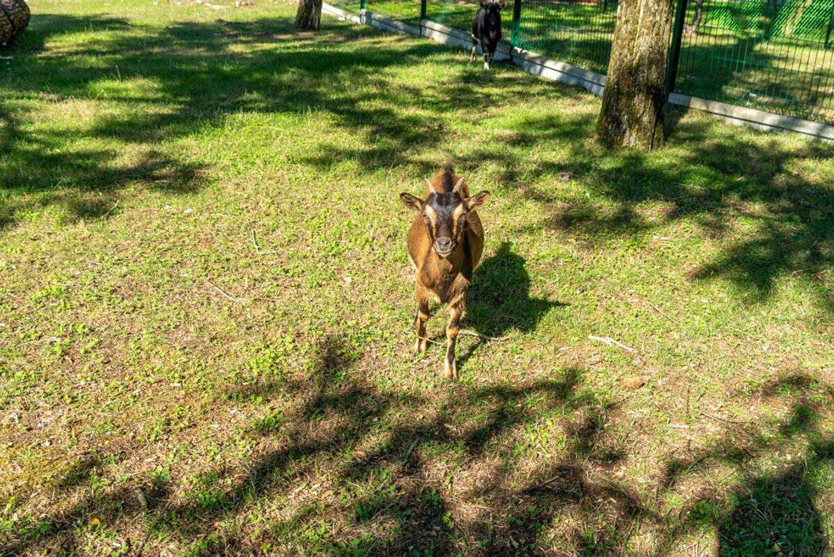 Campsite Palmyre Loisirs, France, Charente Maritime