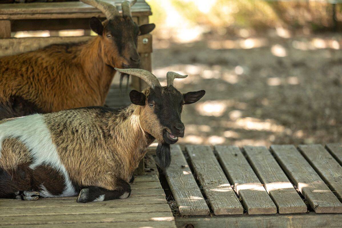 Campsite La Pointe du Médoc, France, Gironde, Le Verdon-sur-Mer