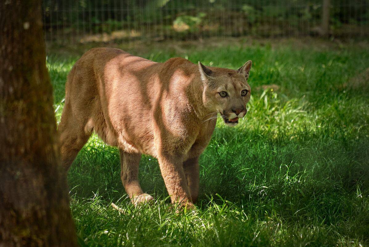 Campsite Le Chêne Gris, France, Paris
