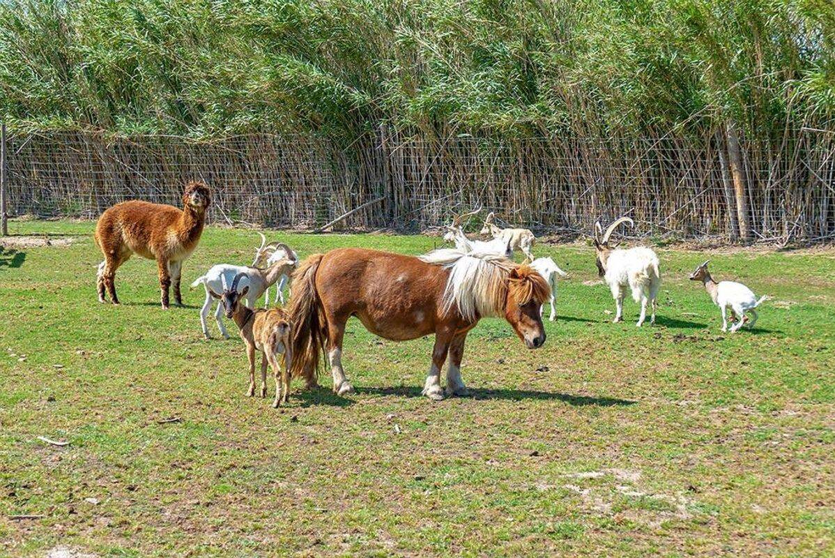 Campsite Les Fontaines, France, Languedoc Roussillon, Canet-en-Roussillon