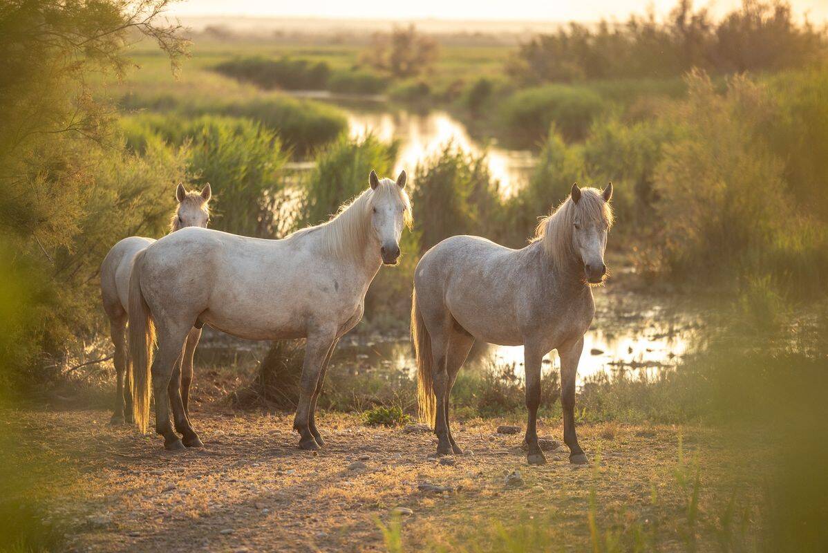 Campeggio La Marine, Francia, Linguadoca-Rossiglione