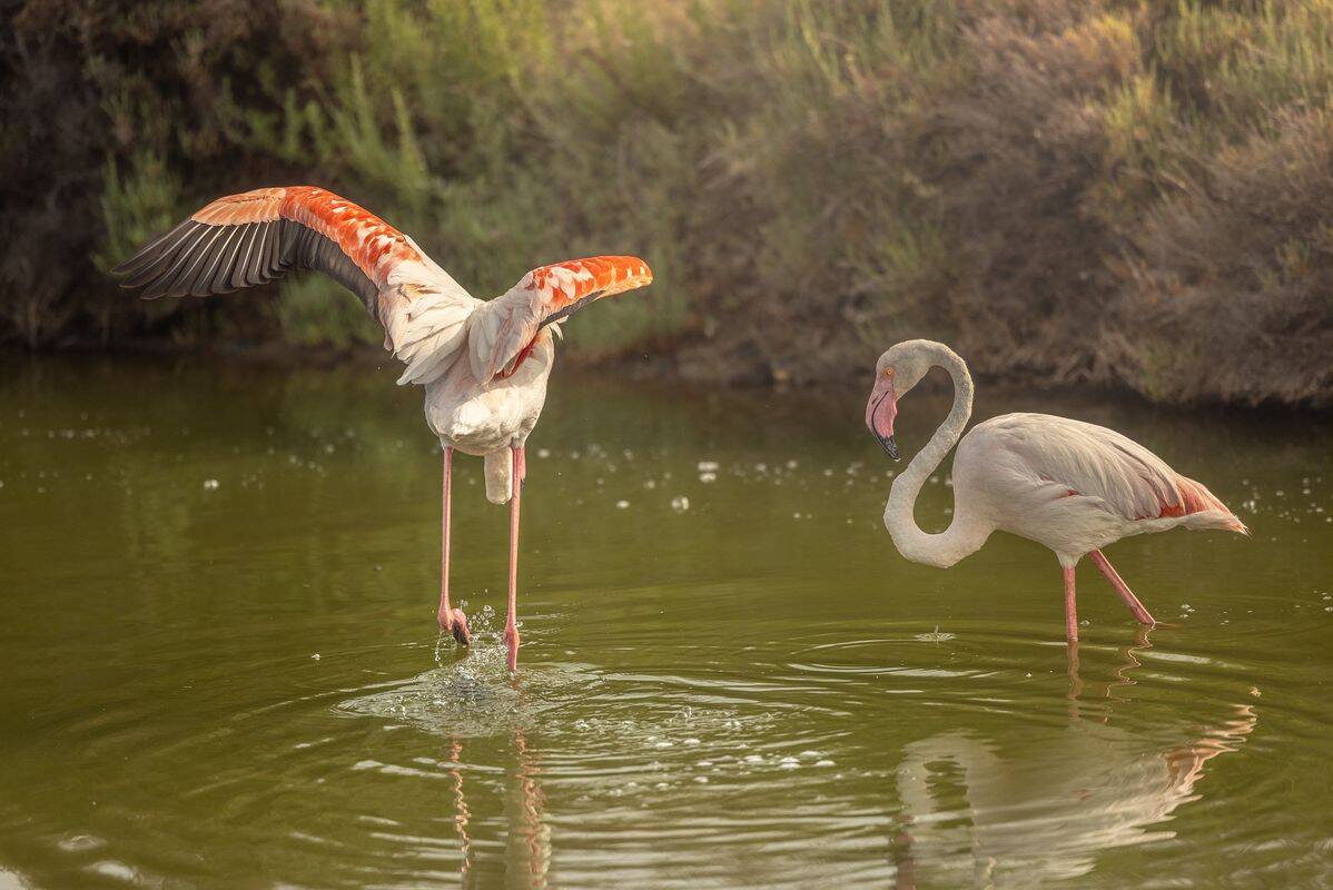 Campeggio La Marine, Francia, Linguadoca-Rossiglione