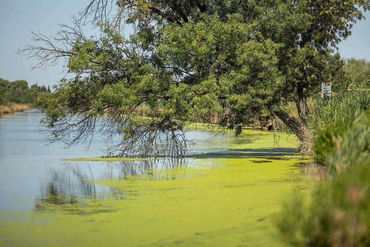 Campsite Le Bon Port, France, Languedoc Roussillon