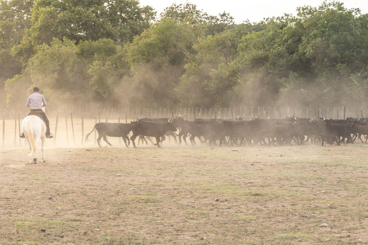 Campsite Le Palavas, France, Languedoc Roussillon