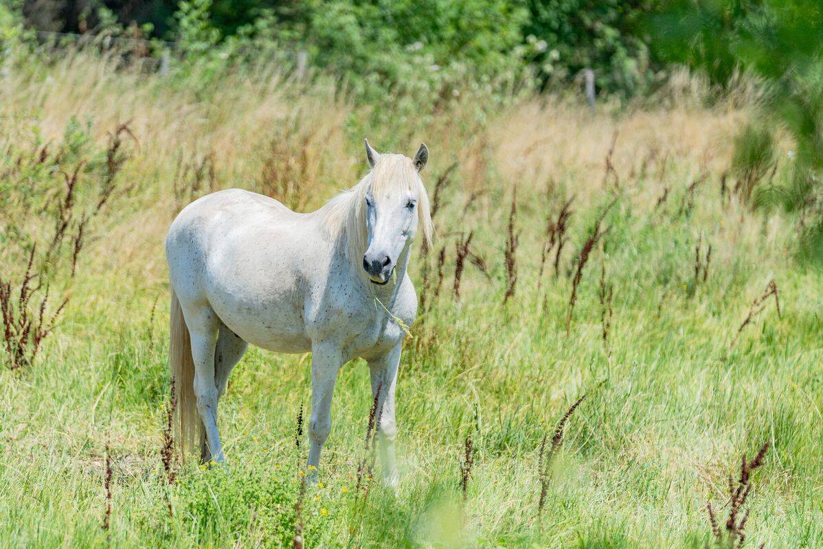 Campsite Le Domaine de Massereau, France, Languedoc Roussillon