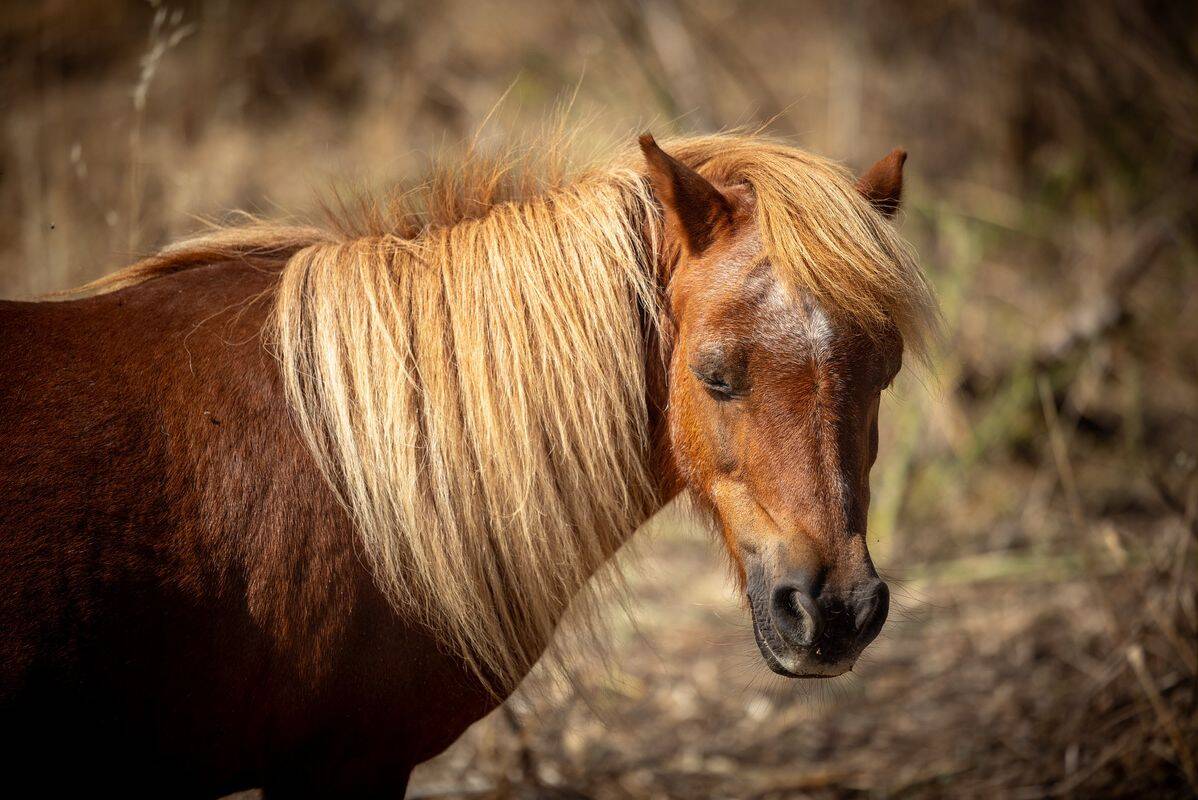 Camping Les Salins de la Gardiole, Francia, Languedoc-Rosellón