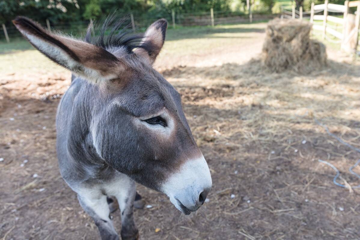 Camping La Vallée, France, Normandie, Houlgate