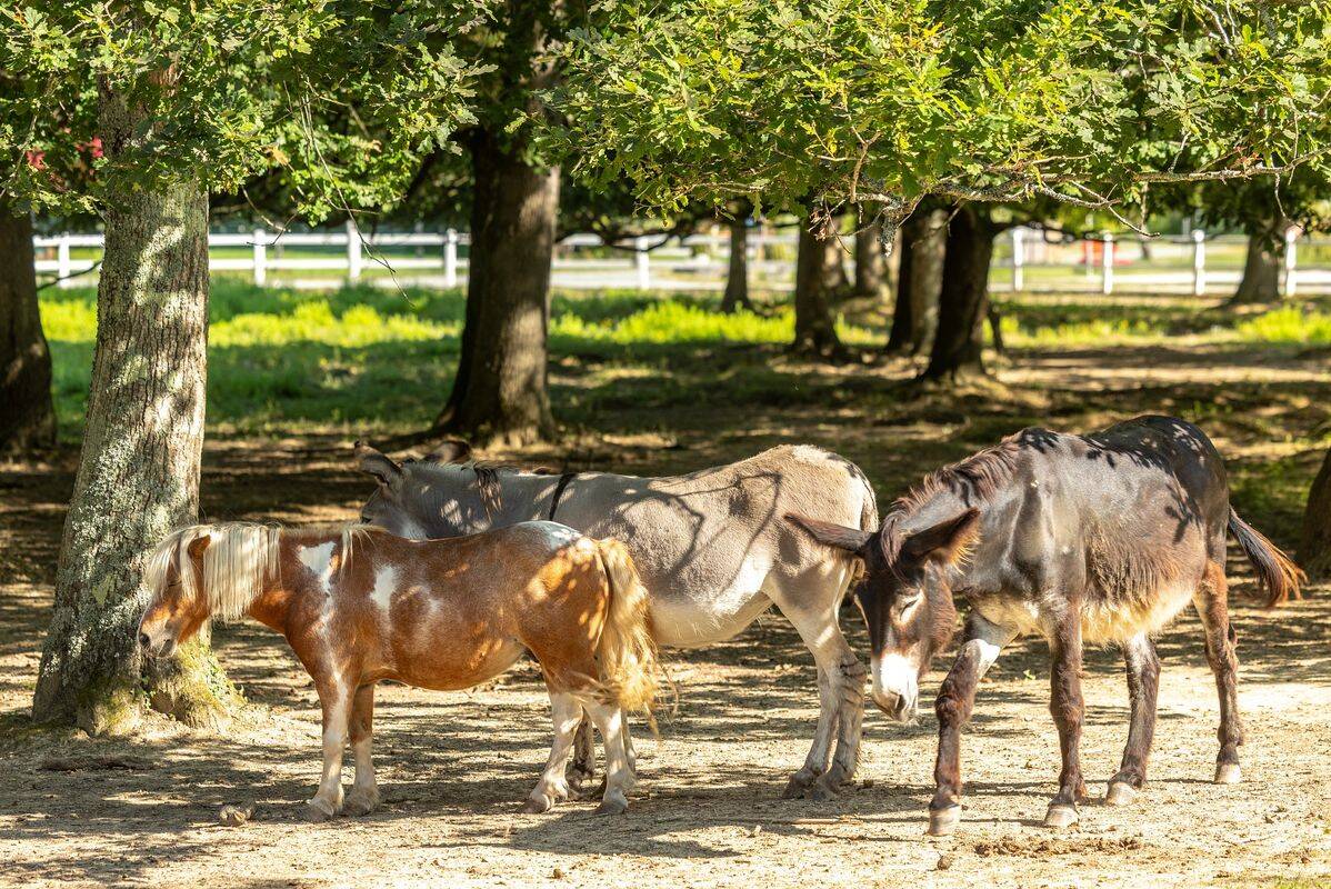 Camping Le Ruisseau des Pyrénées Bidart, Pays Basque, France Homair