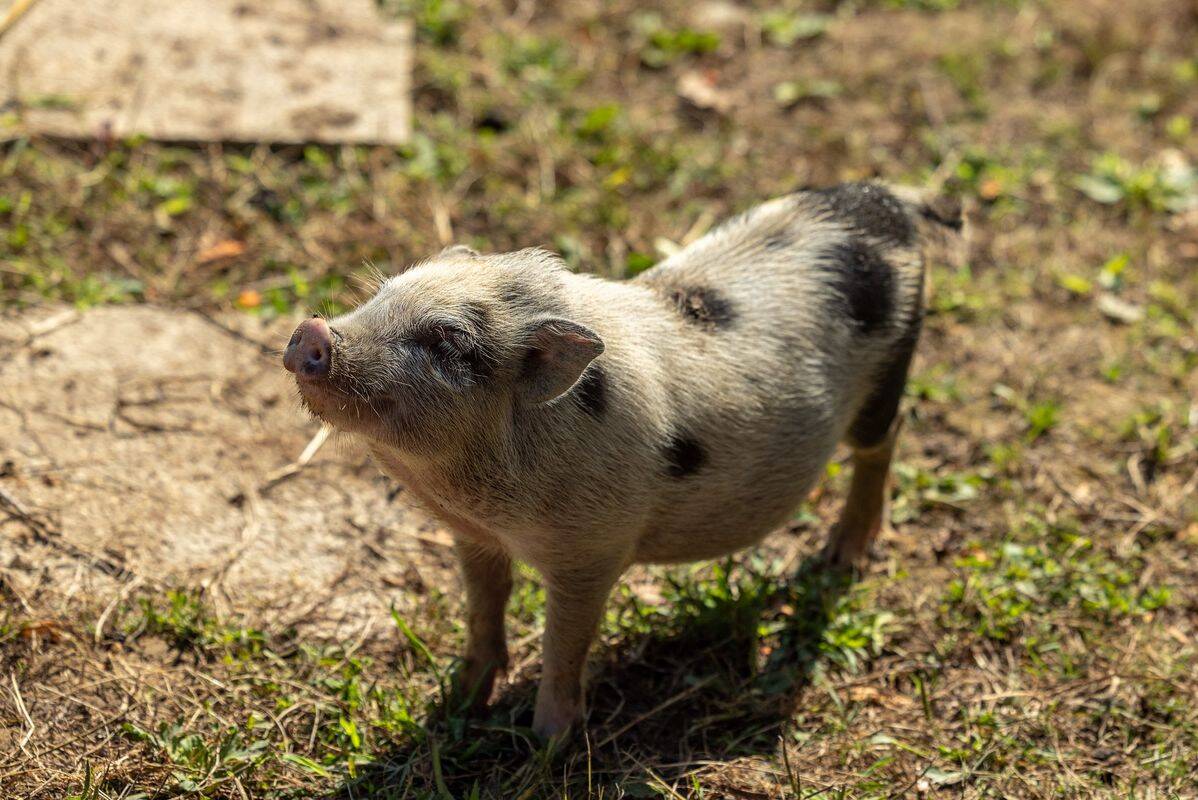 Campeggio Le Ruisseau des Pyrénées, Francia, Paese Basco, Bidart