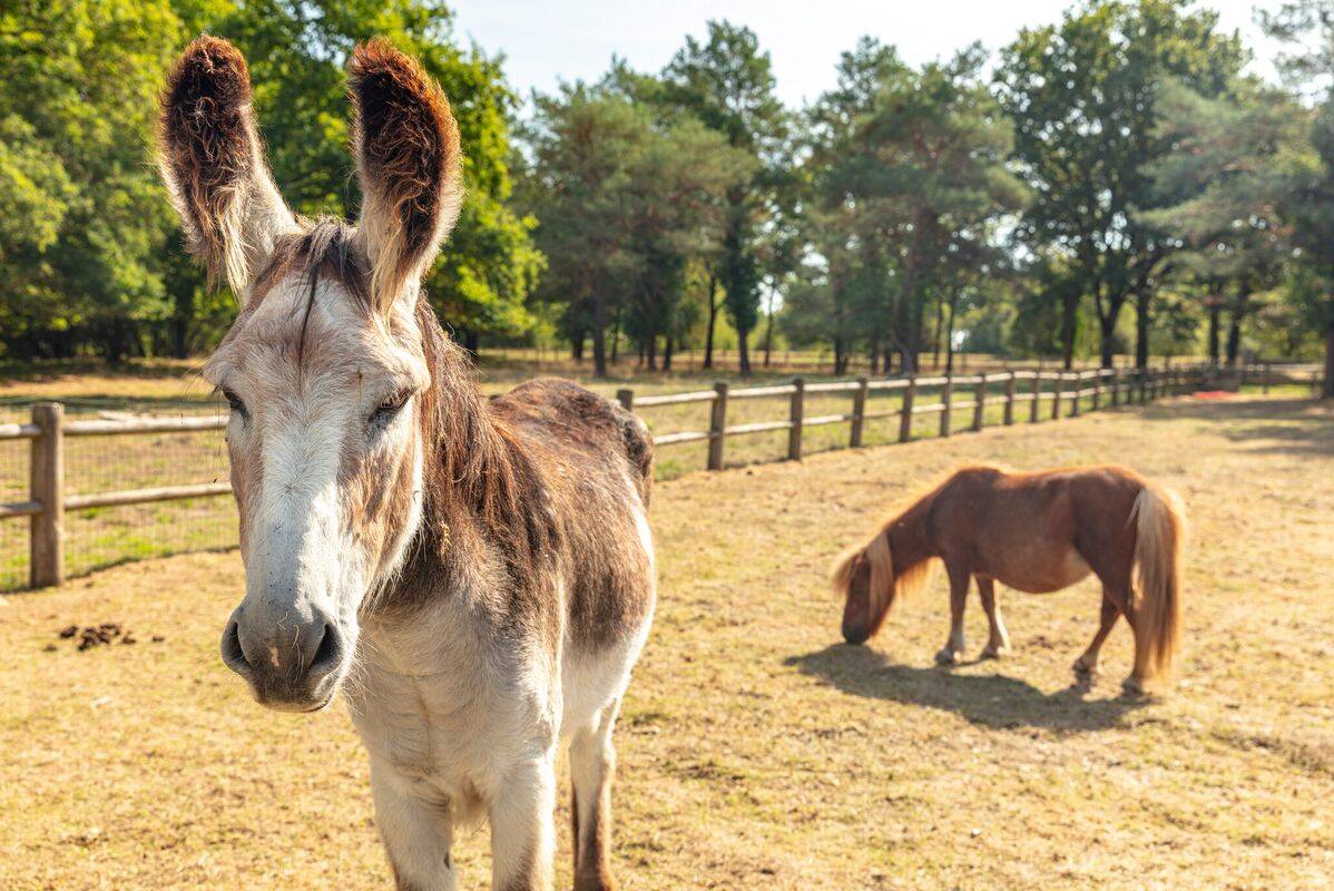 Campsite Cœur de Vendée, France