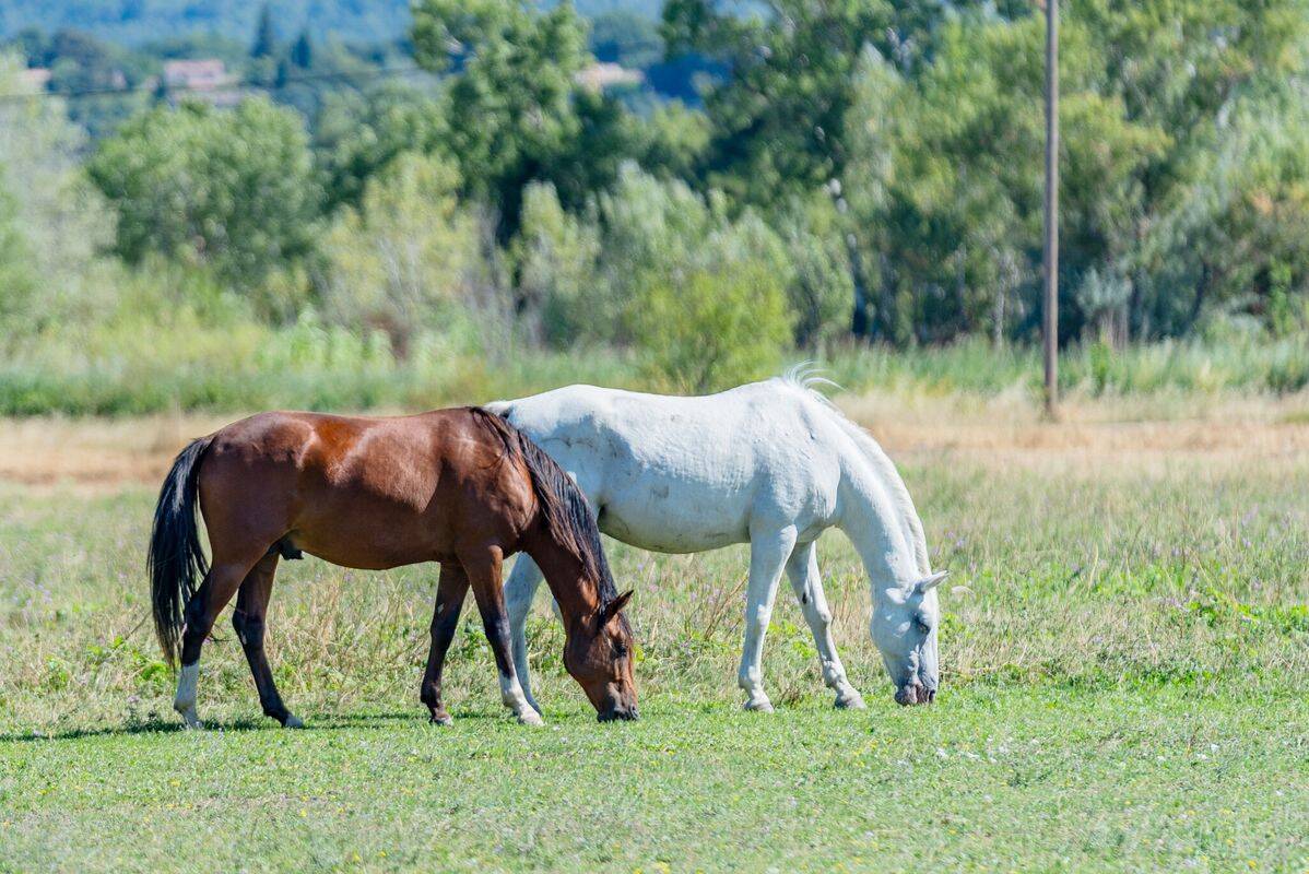 Campsite Domaine des Iscles , France, Provence French Riviera
