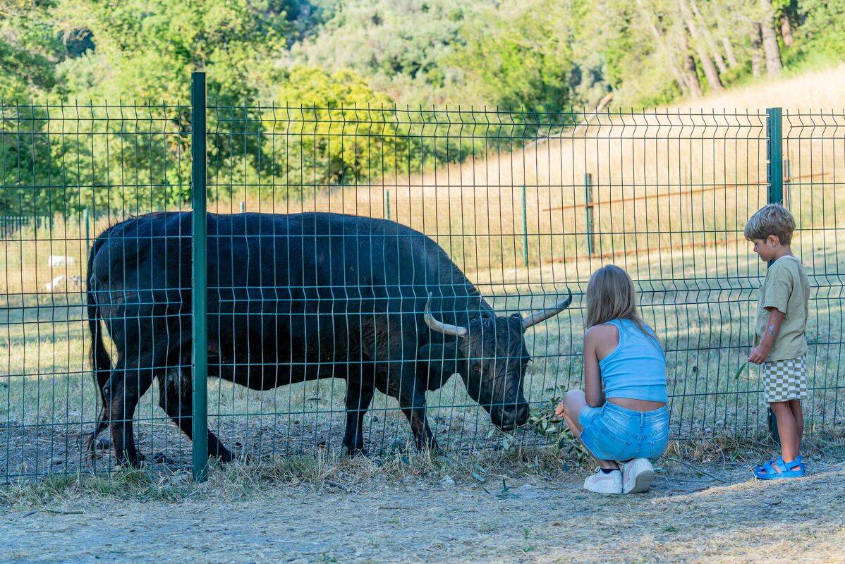 Camping Le Saint Louis, Francia, Provenza Costa Azul, Pegomas