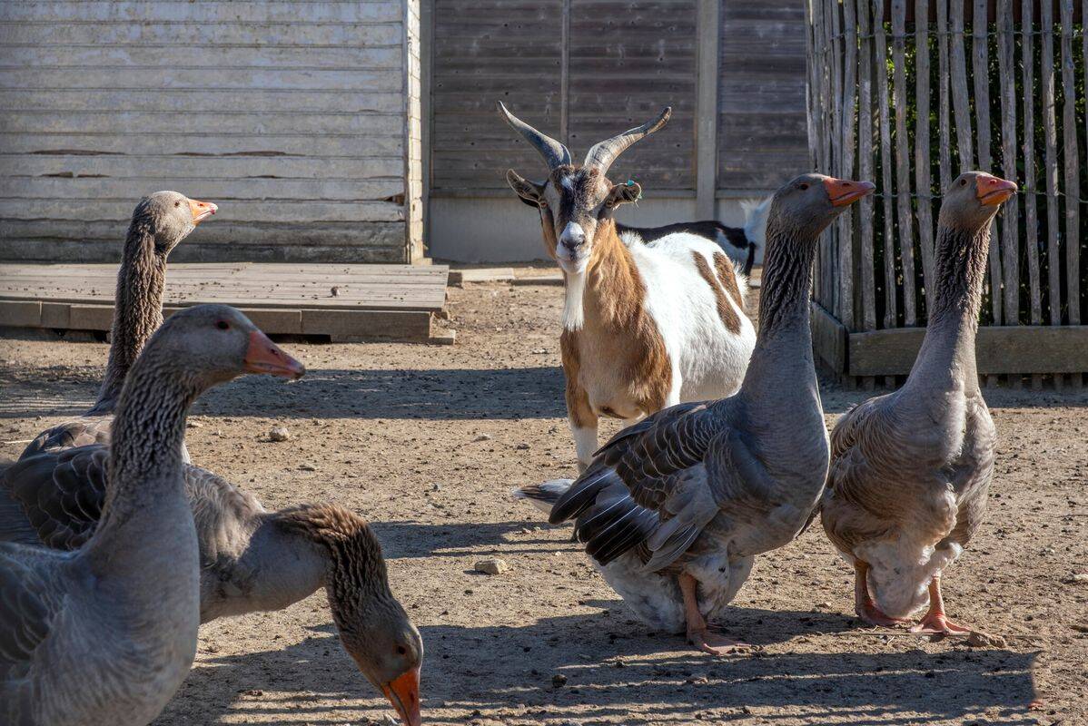Campsite Le Domaine du Clarys, France, Vendée, St Jean de Monts