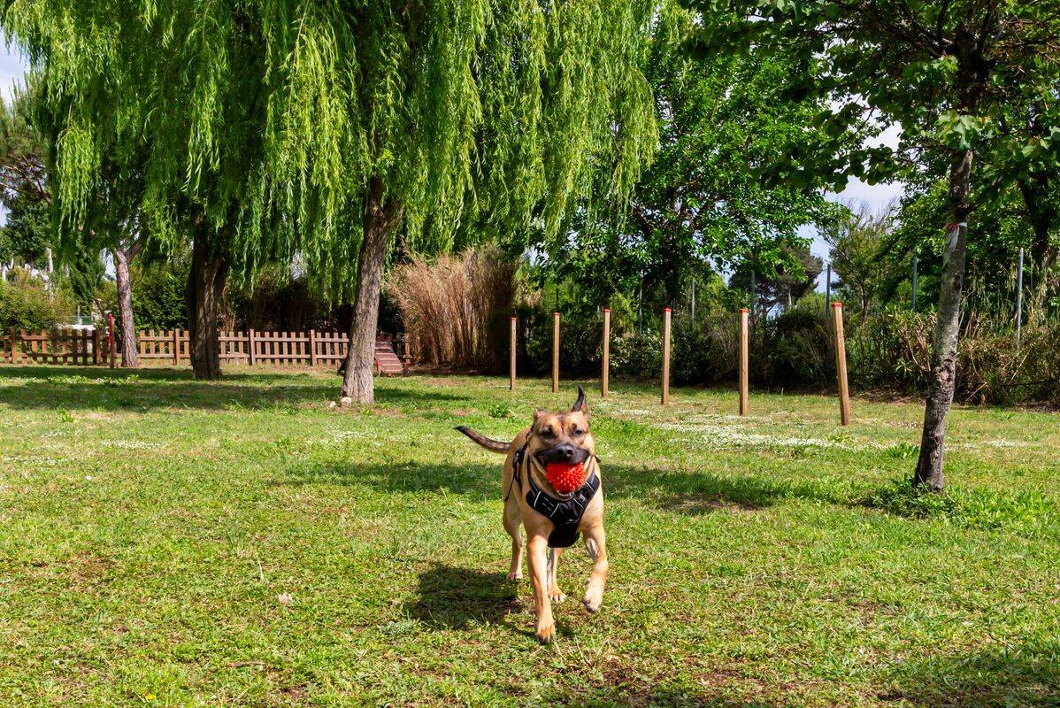 Campsite Hu Park Albatros Village, Italy, Tuscany, San Vincenzo