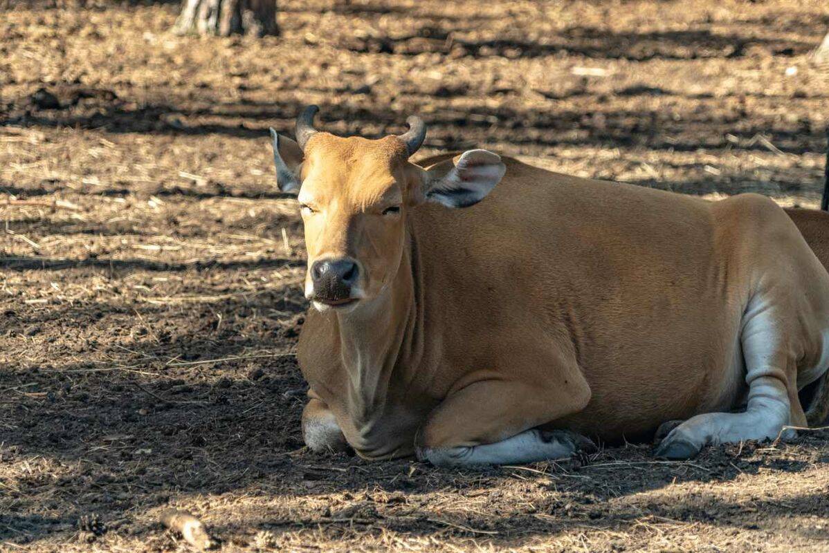 Camping Beekse Bergen, Pays-Bas, Noord-Brabant, Hilvarenbeek