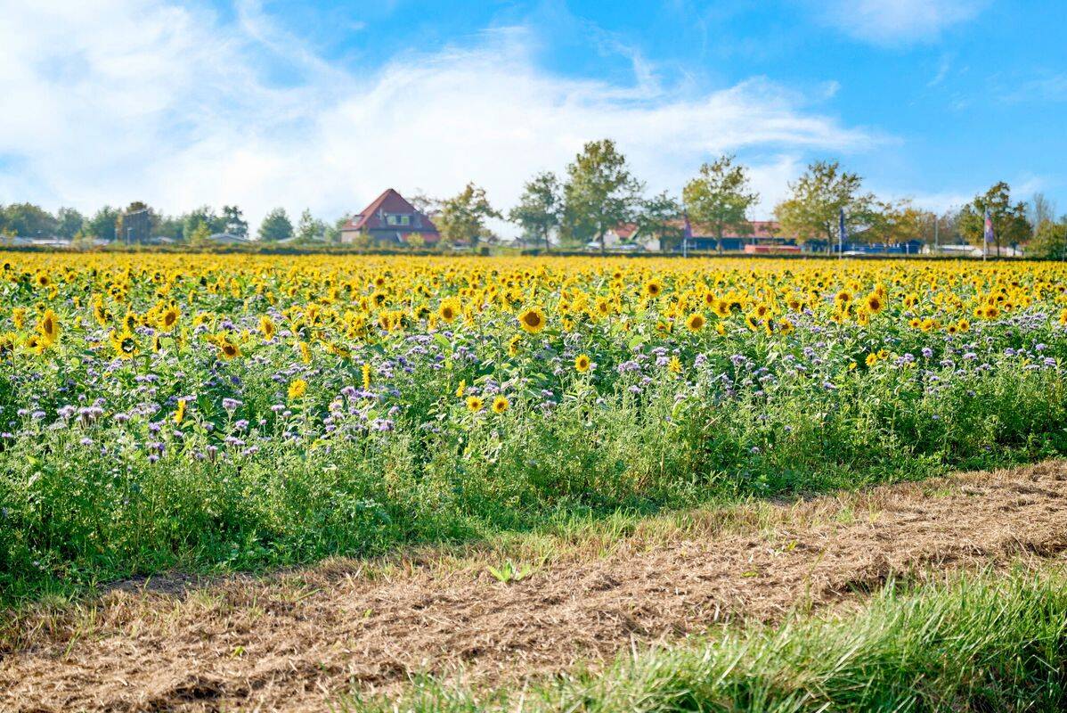Campeggio Roompot Beach Resort, Olanda
