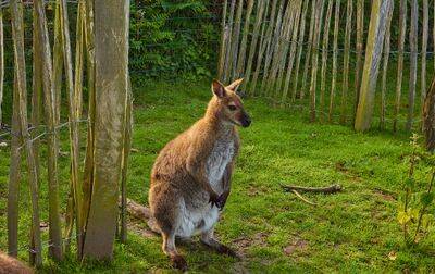 Camping Le Domaine de Léveno, France, Bretagne, Guerande