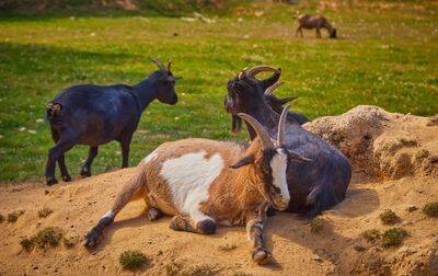 Camping Le Domaine d'Inly, France, Bretagne, Penestin
