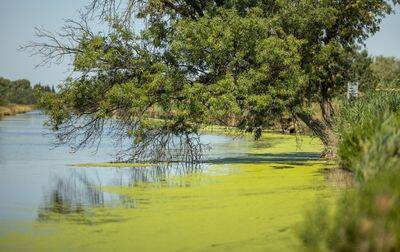 Campsite Le Bon Port, France, Languedoc Roussillon