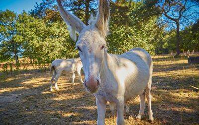 Camping Cœur de Vendée, France, Pays de la Loire, Boissière-de-Montaigu